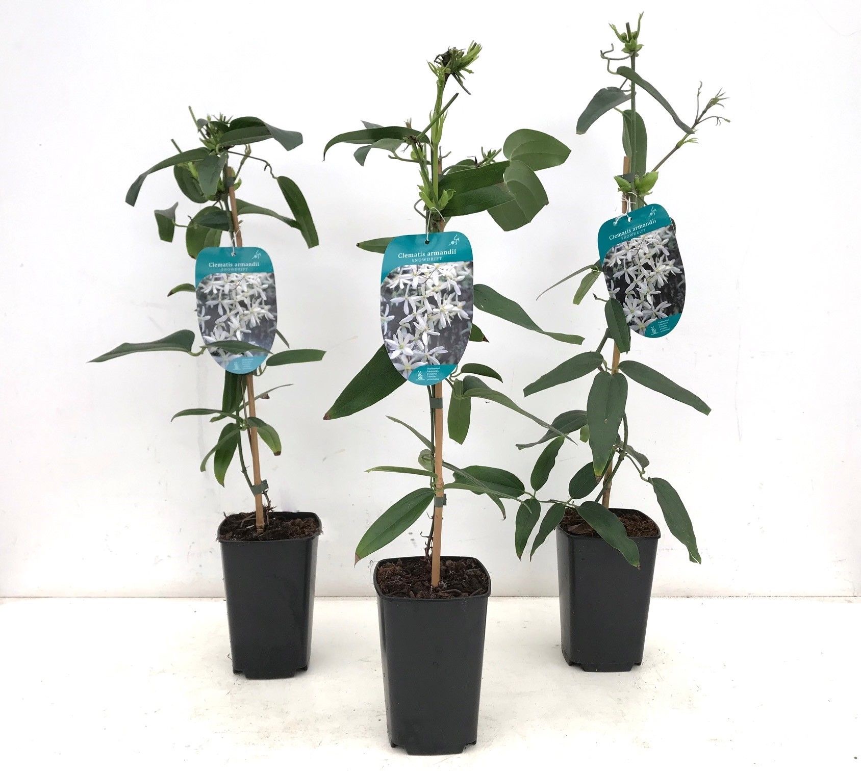 Clematis armandii 'Snowdrift' 50-60 P14/C2 Full CC, D 14
