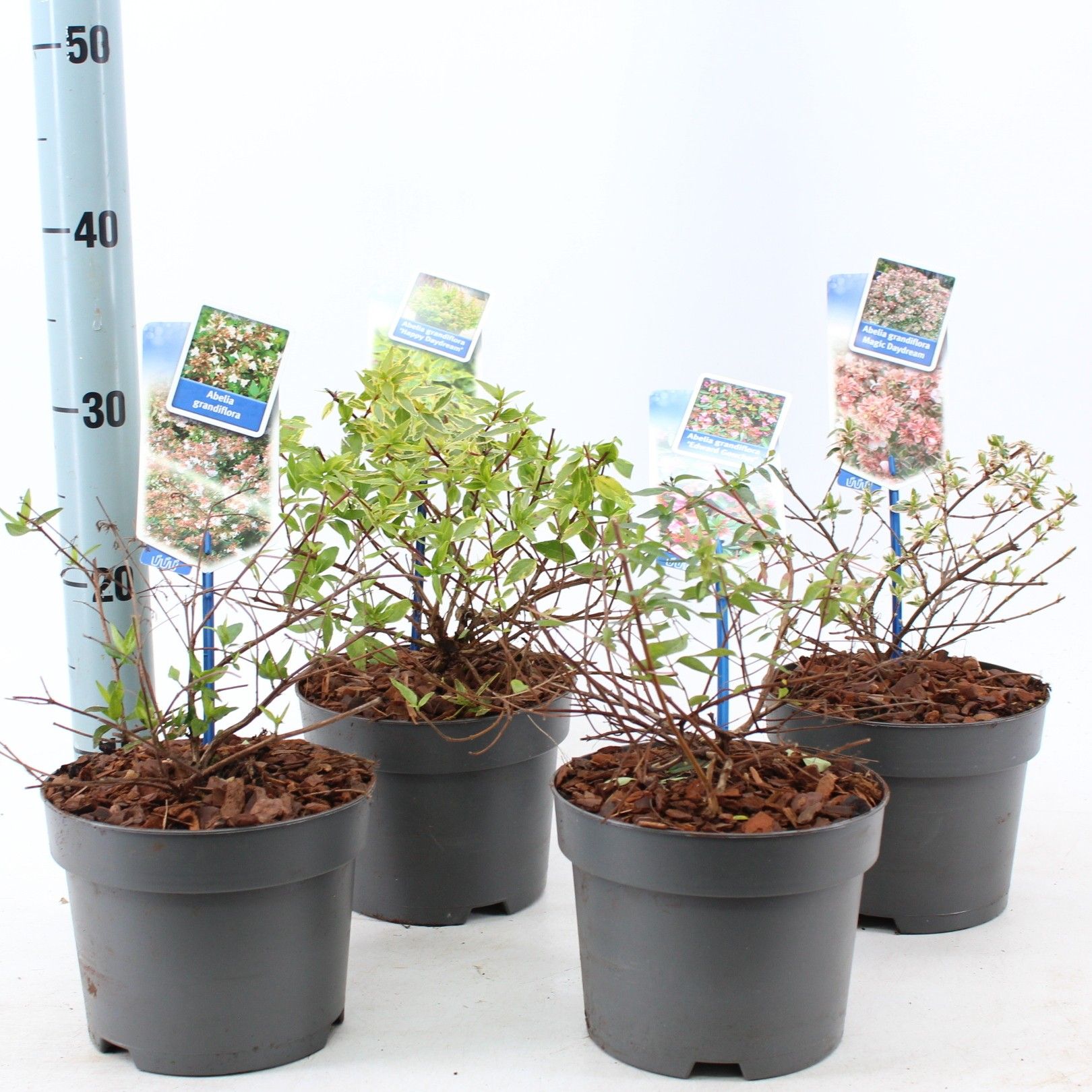 Abelia mix (minimum order one layer), D 17