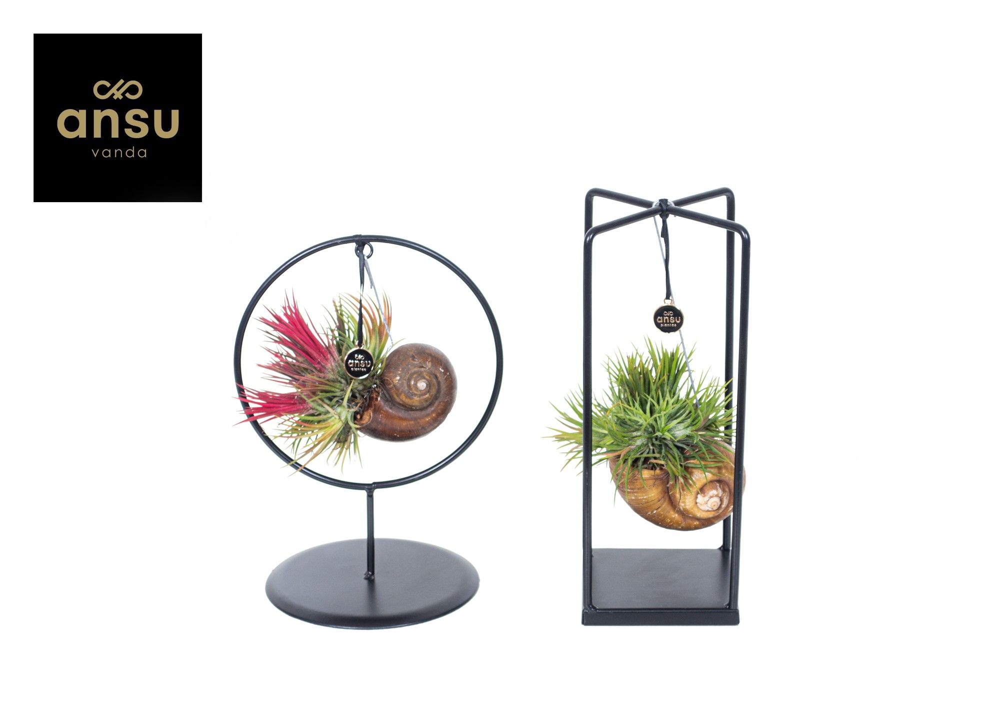 Tillandsia Shelly Cube/Ring mix (Small) IN EURODOOS, D 10