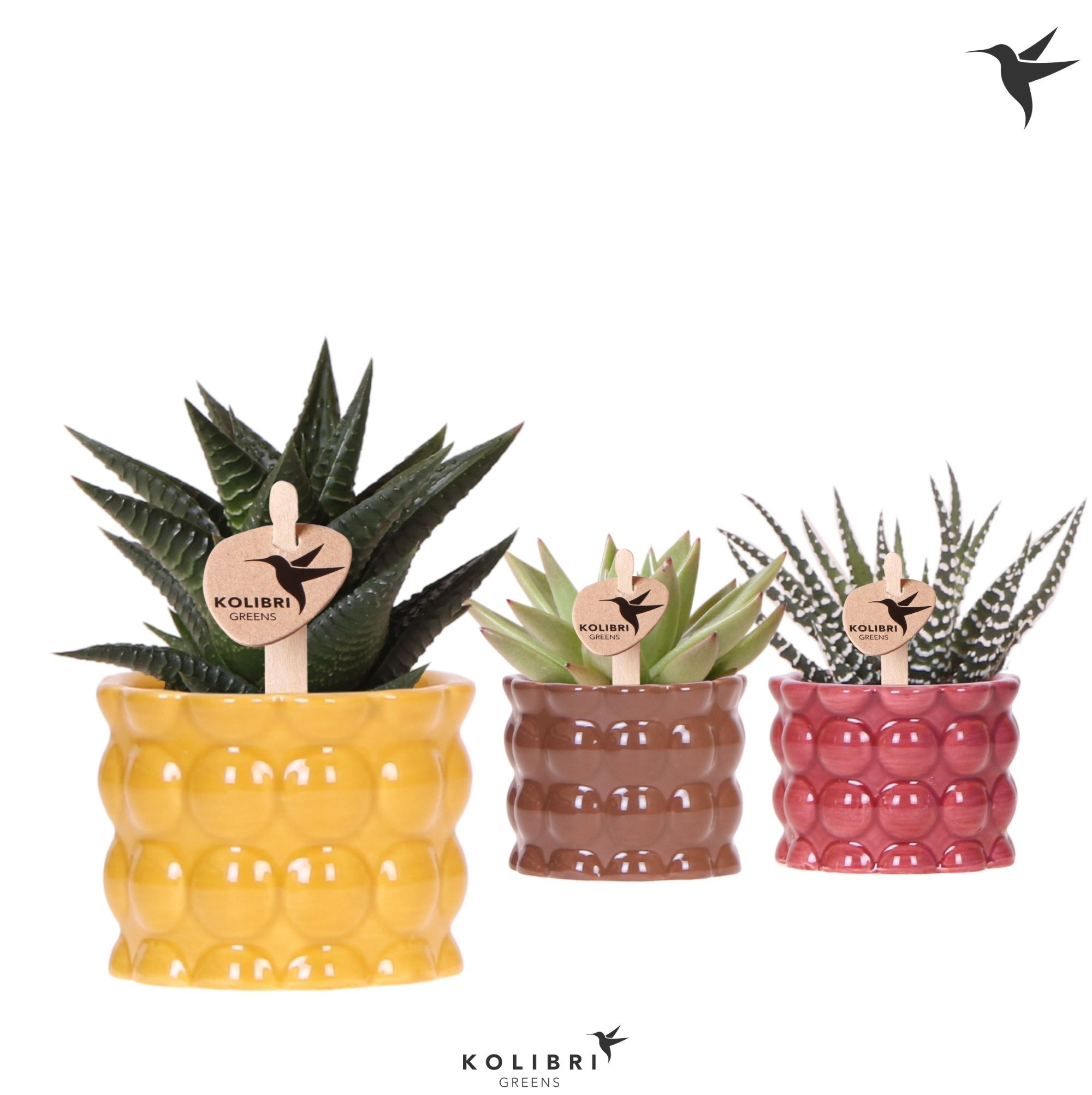 Kolibri Greens Succulenten mix in Cotton pot yellow mix, D 6