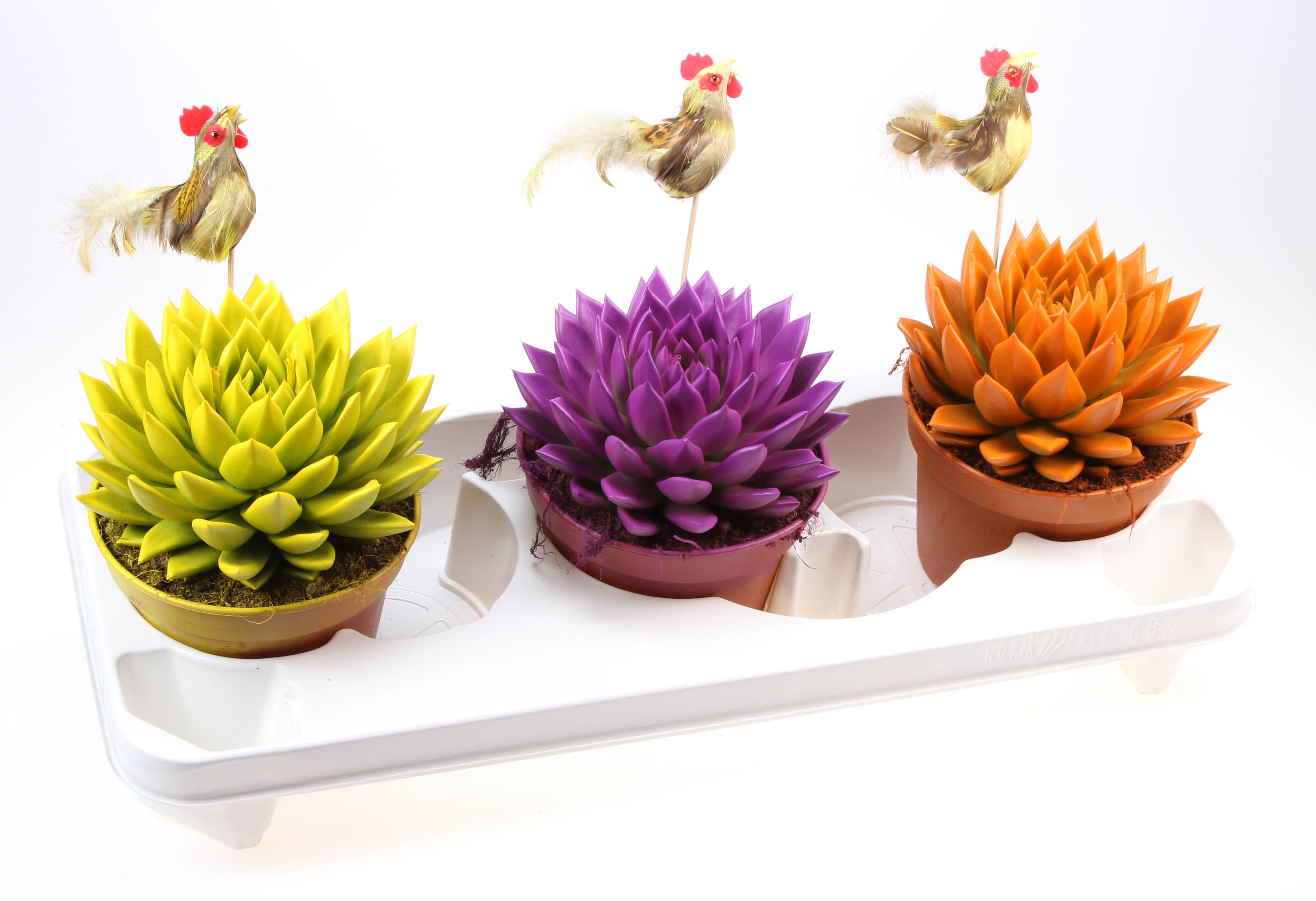 Rainbow mix + haan, D 15