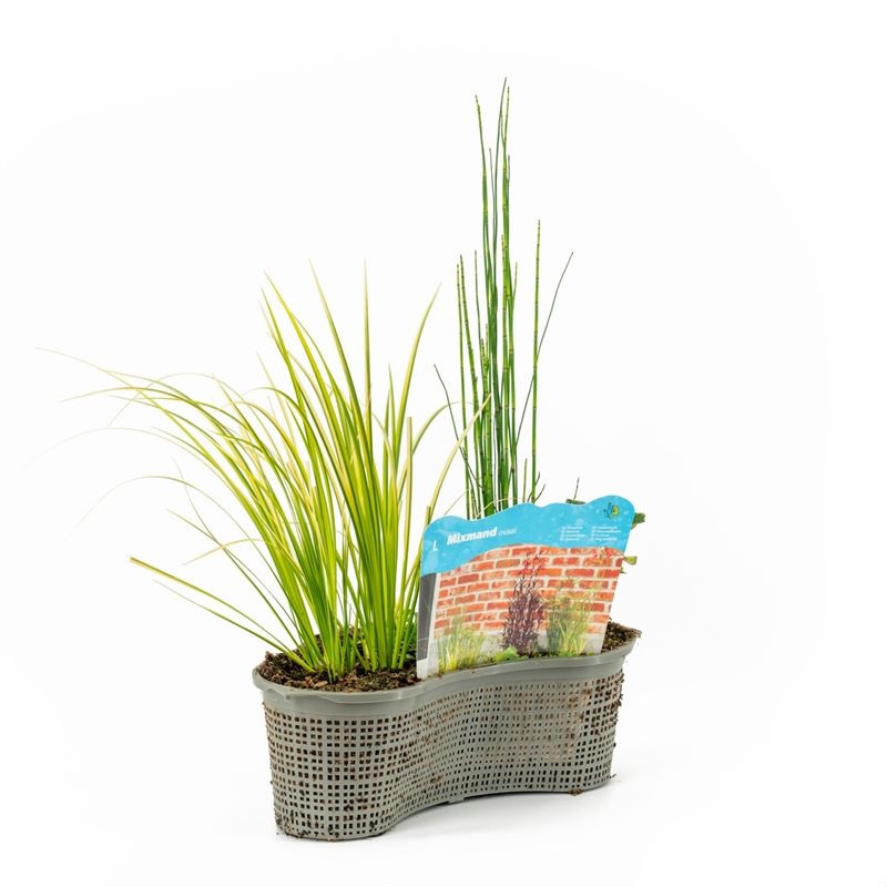 Mix mand ovaal 40 cm met 4 Planten, D 40