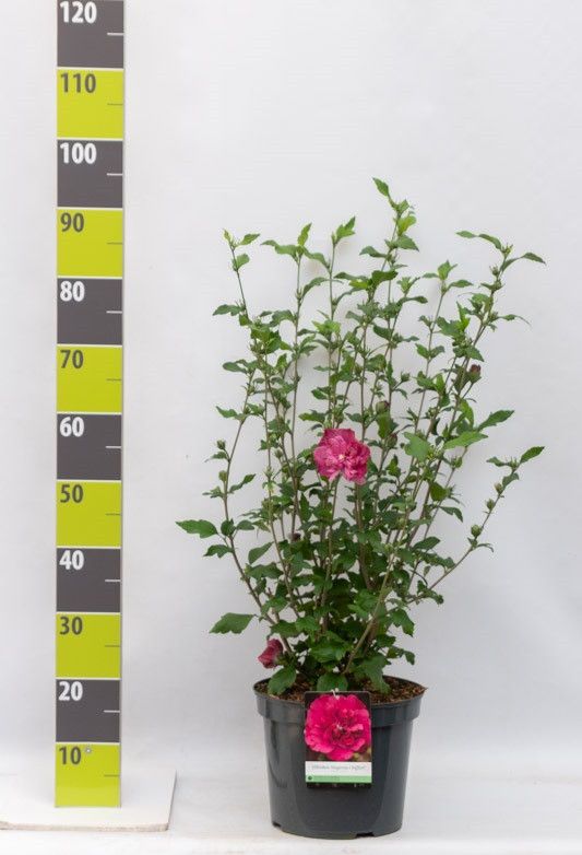 Hibiscus syr. 'Magenta Chiffon' (R) C 7,5, D 27