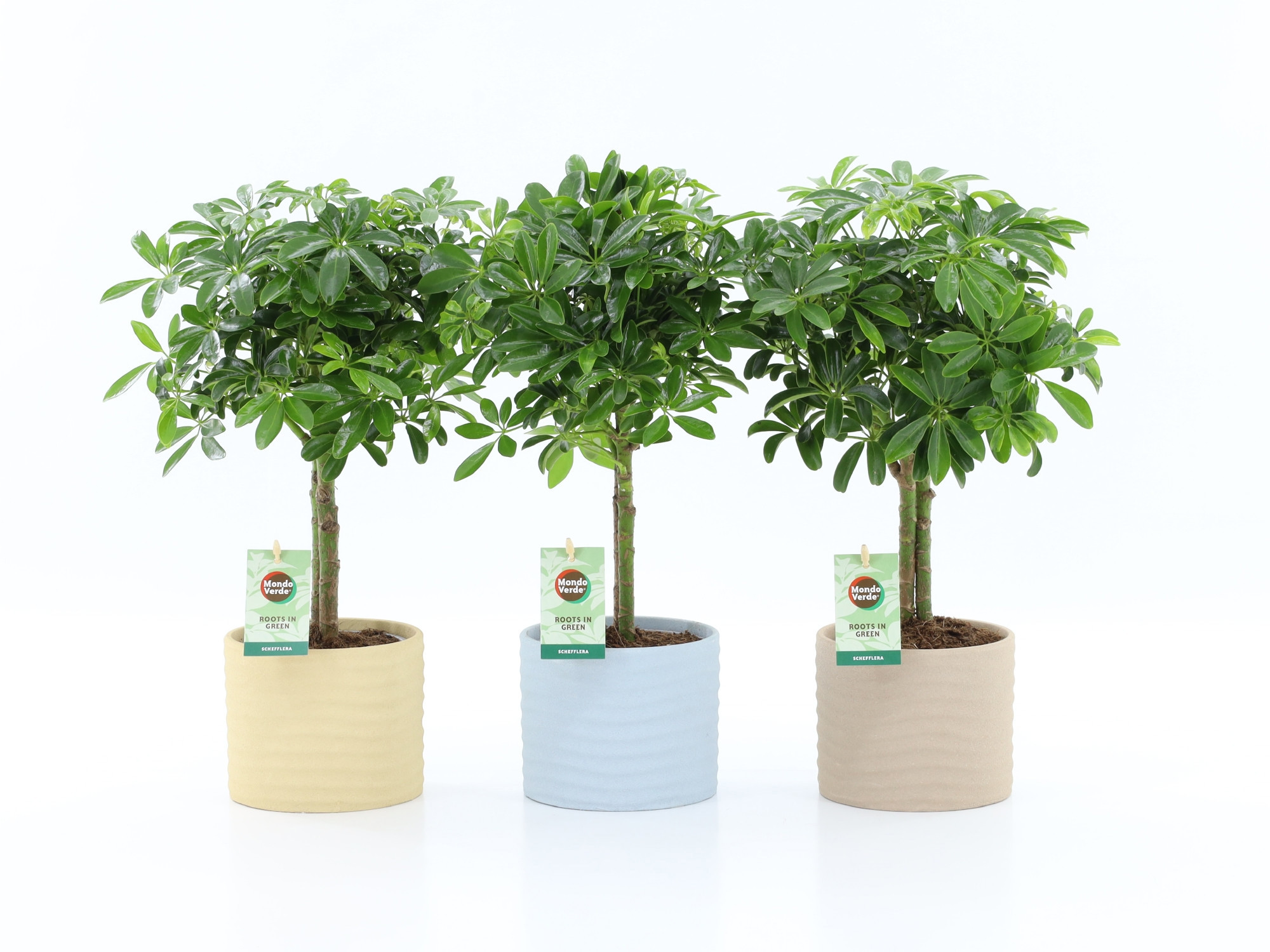 Schefflera Luseana in Ibiza keramiek, D 13