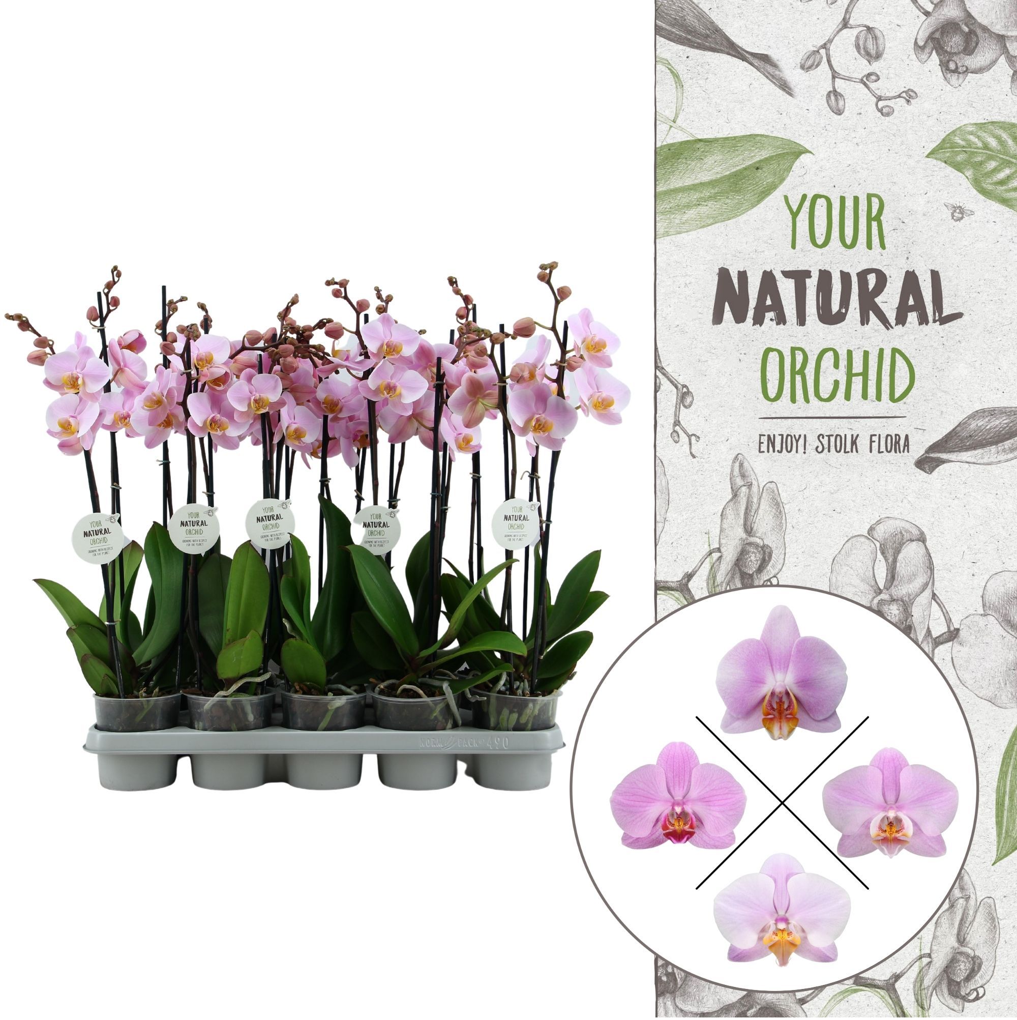 Your Natural Orchid | Pink | Phalaenopsis 2 spike, D 12