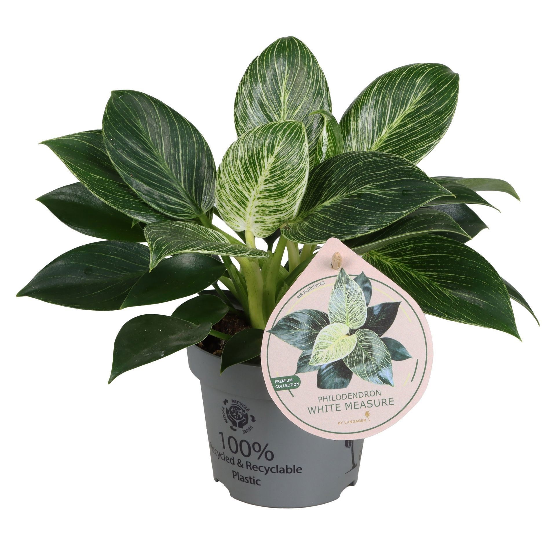Philodendron White Measure 12 cm, D 12