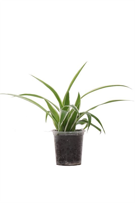 Chlorophytum p06 comosum Reverse Variegatum, D 6
