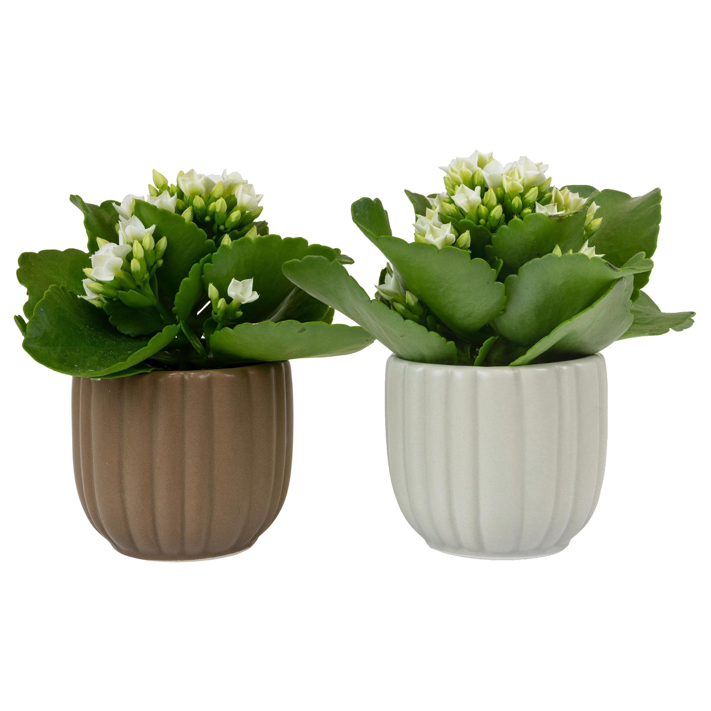 Flow with Kalanchoe, D 6