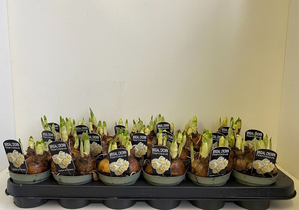 9 cm Narcis Bridal Crown in olijfgroene pot, D 9