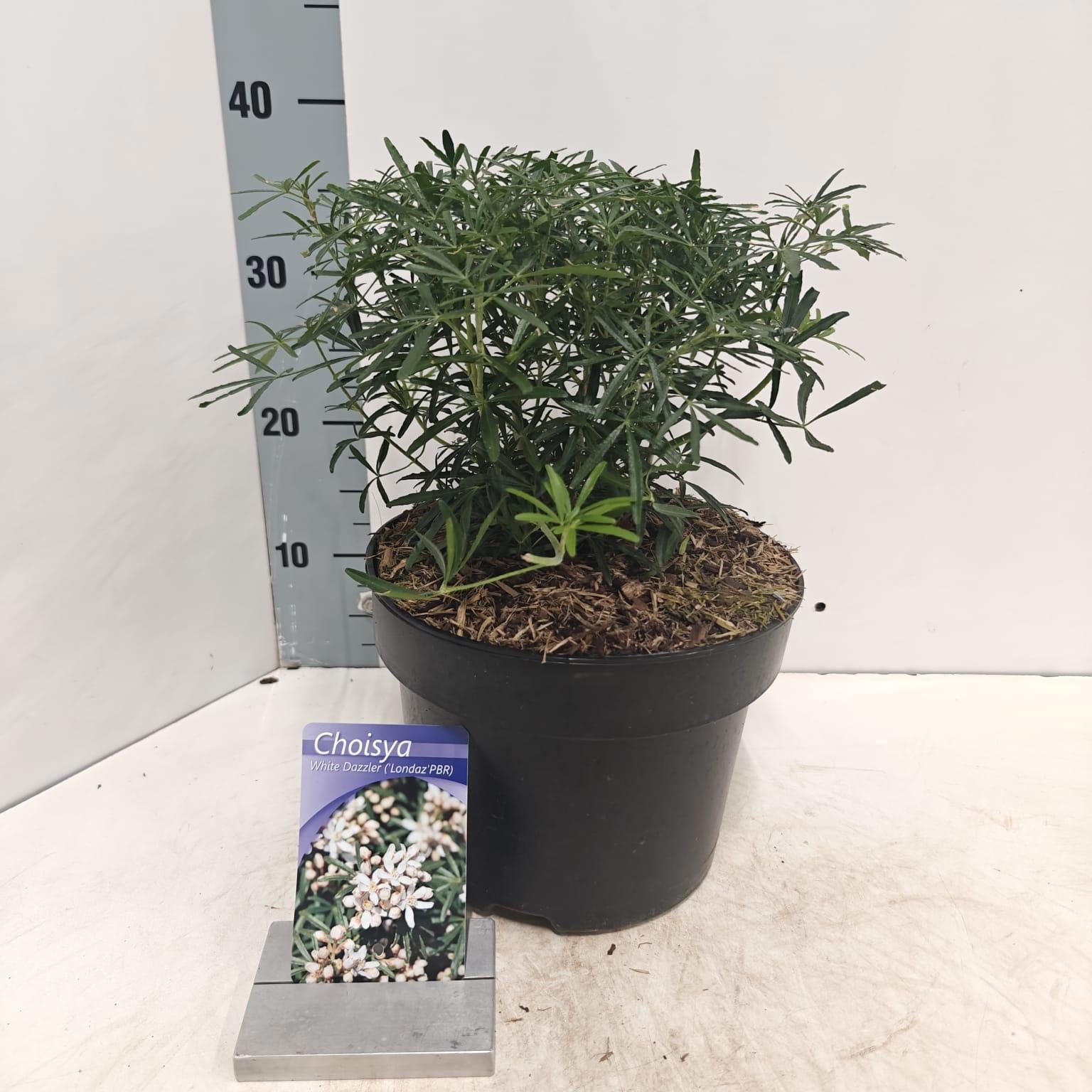 Choisya White Dazzler ('Londaz'PBR), D 23