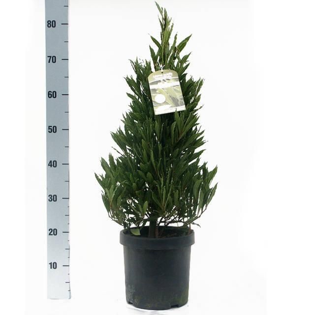 Laurus nobilis 'Angustifolia' Speciale Pyramide - Vlaamse Laurier, D 20