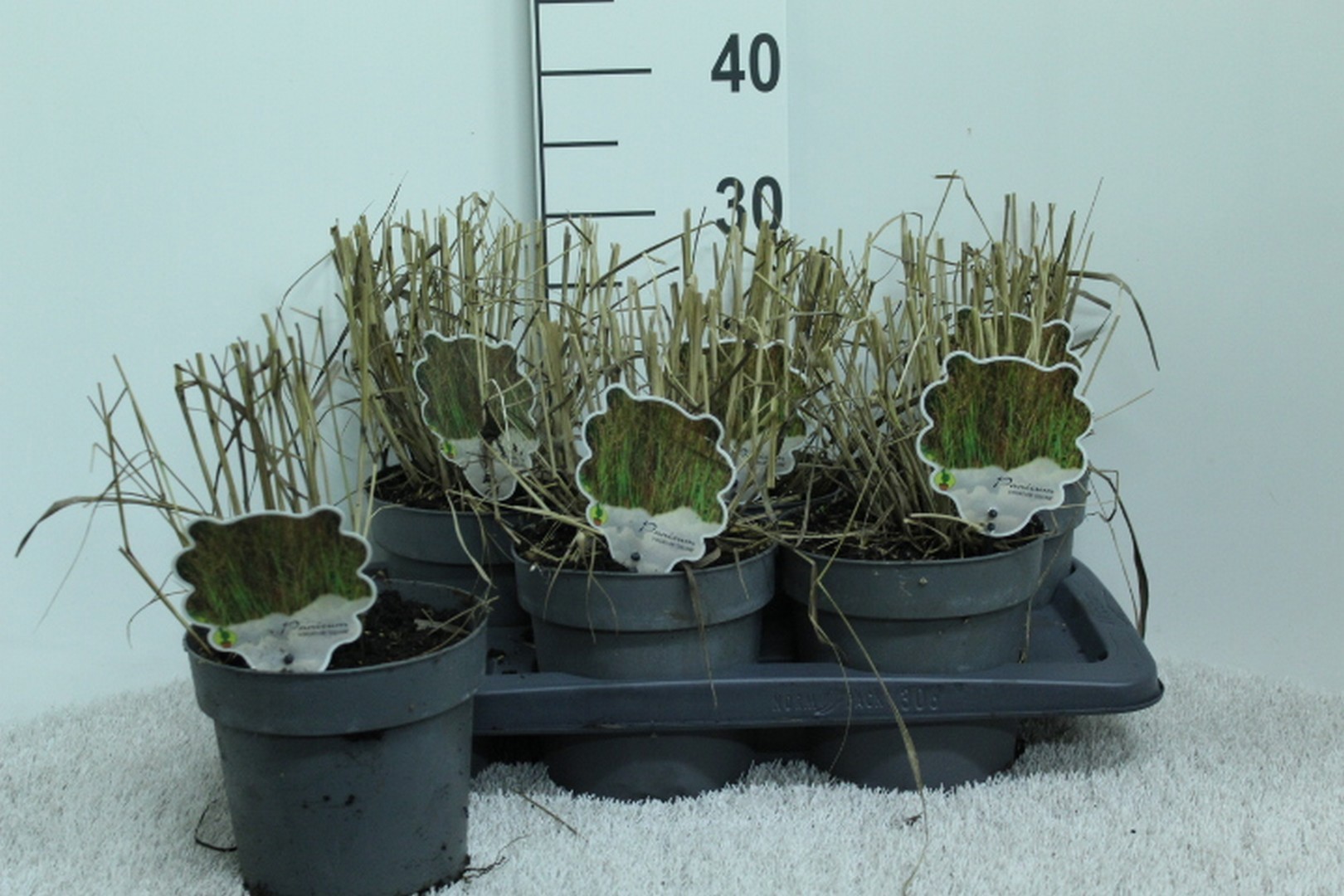 Panicum virgatum 'Squaw' P17, D 17