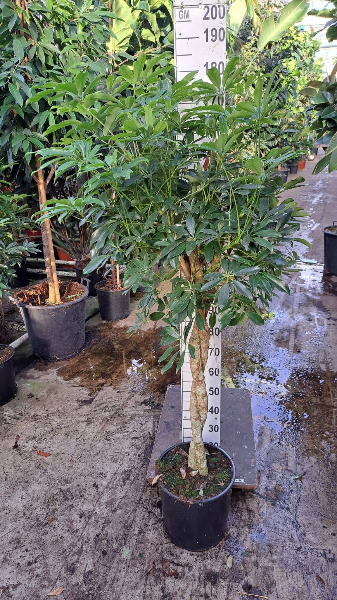 Schefflera Compacta twister 180, D 35