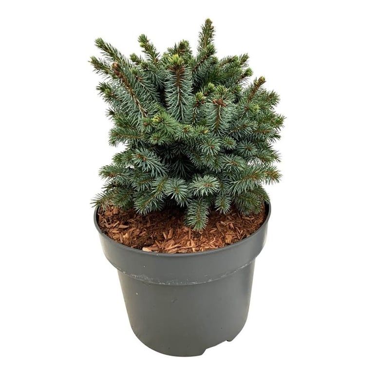 Picea sitchensis 'Midget', D 21