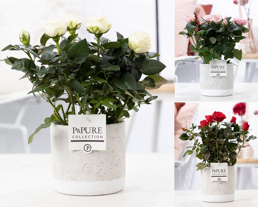 Rosa gemengd in P&PURE Jade ceramics, D 12