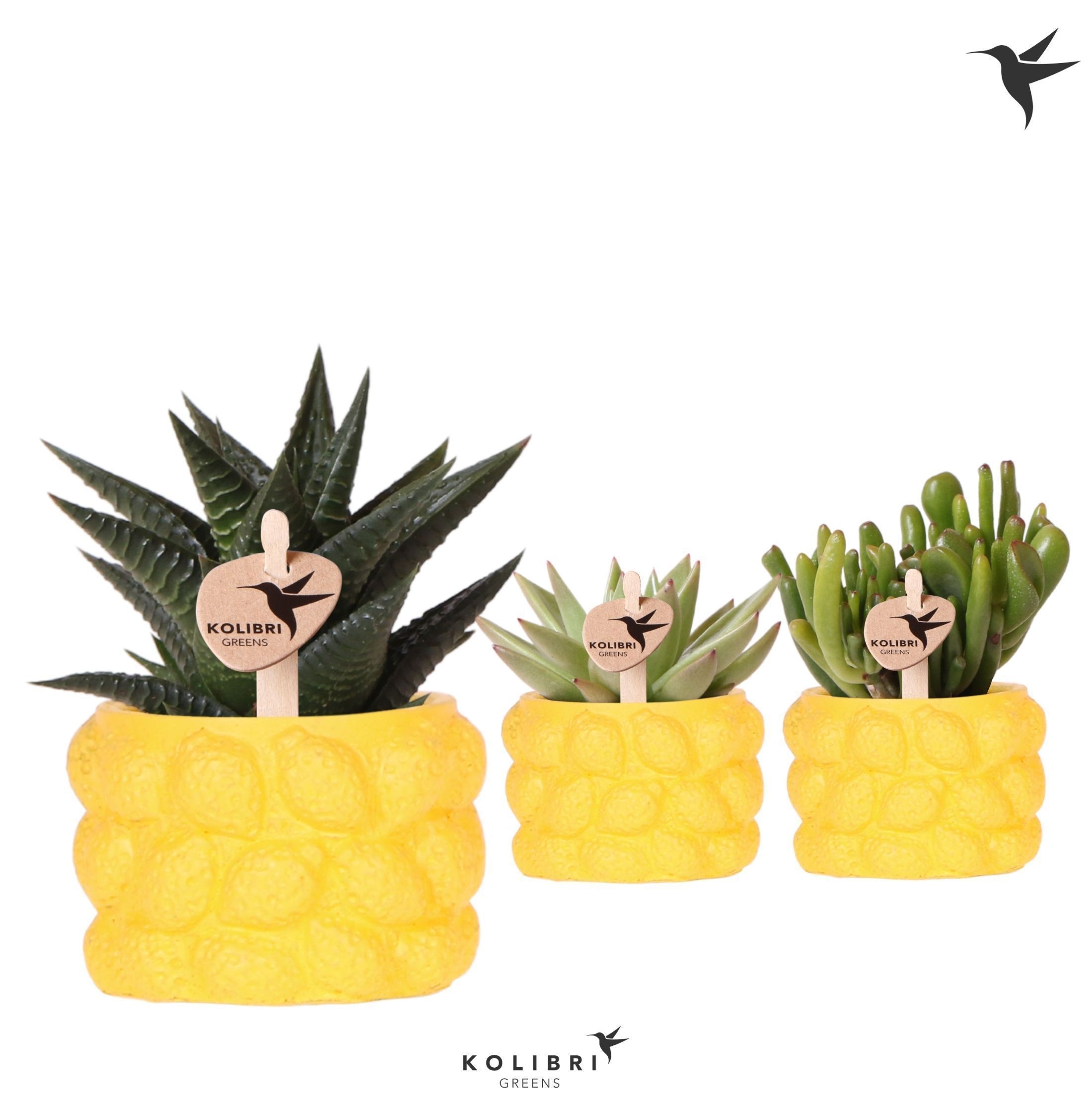 Kolibri Greens Succulenten mix in Citrus pot yellow, D 6