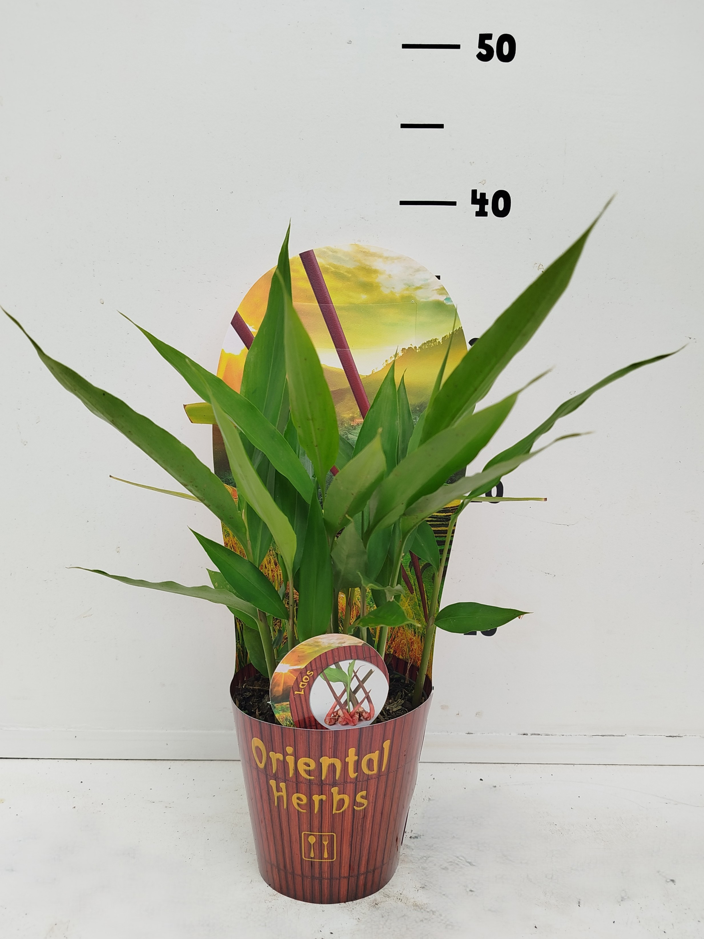 Alpinia galanga, D 12