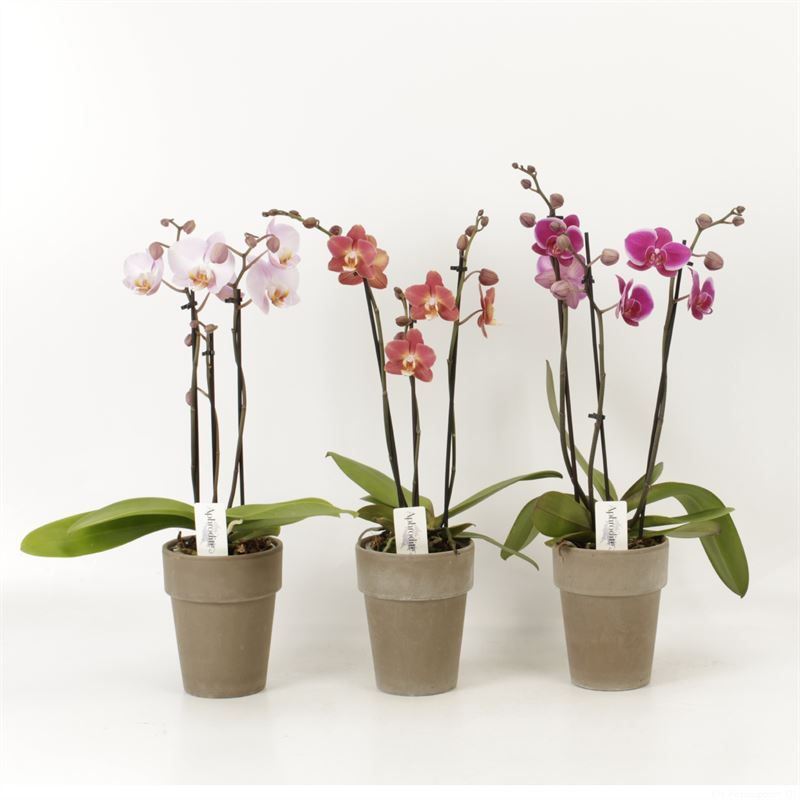 Phalaenopsis gemengd 3 tak gemengd shorty in Megane grijs pot 13cm, D 12