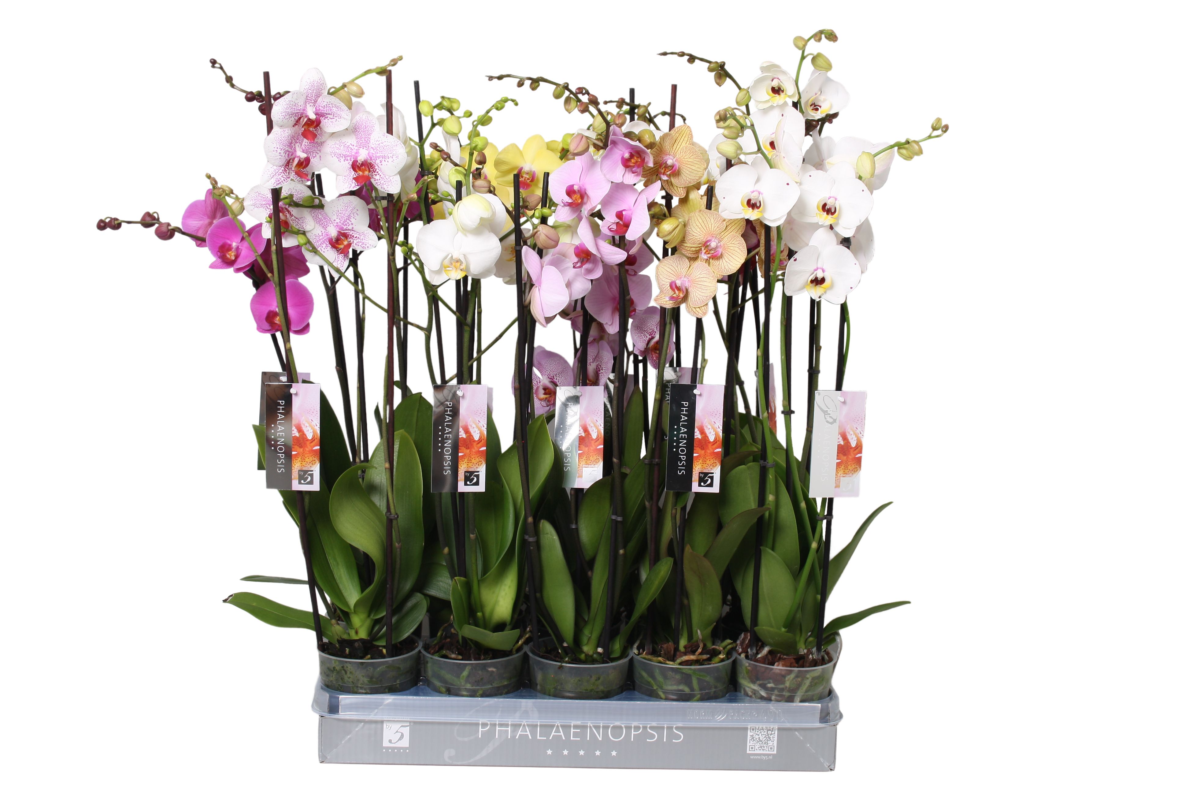 Phalaenopsis Italian mix, 3-spike 22+, D 12