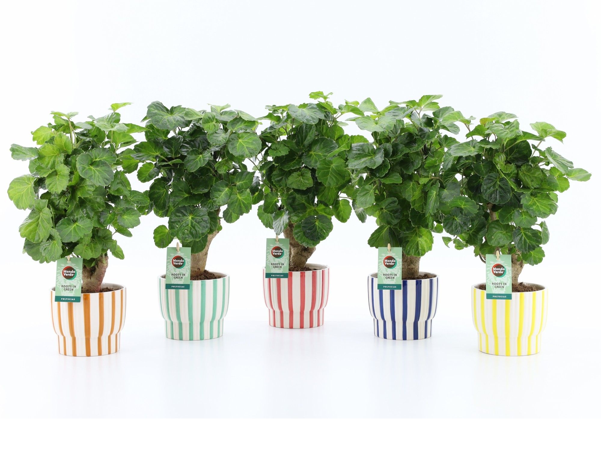 Polyscias Green Lemon in Pastel Stripe, D 13