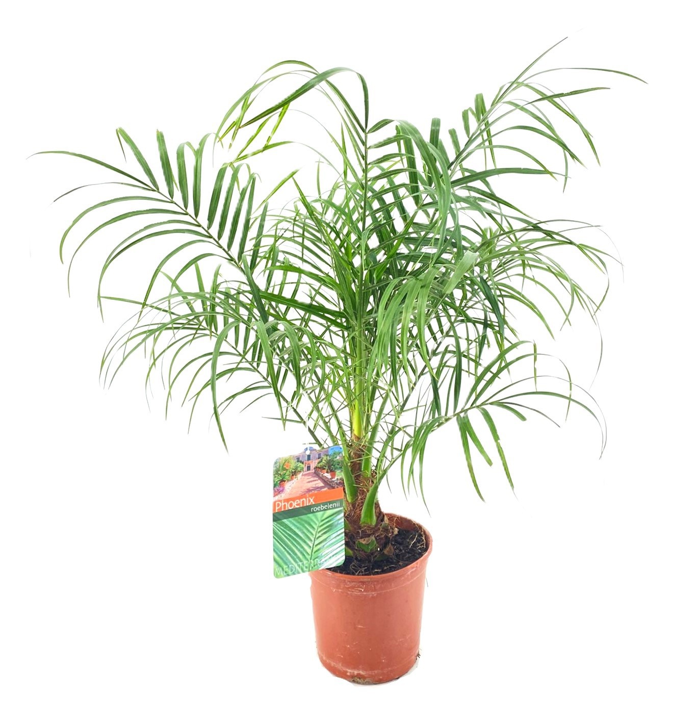 Phoenix roebelenii, D 17