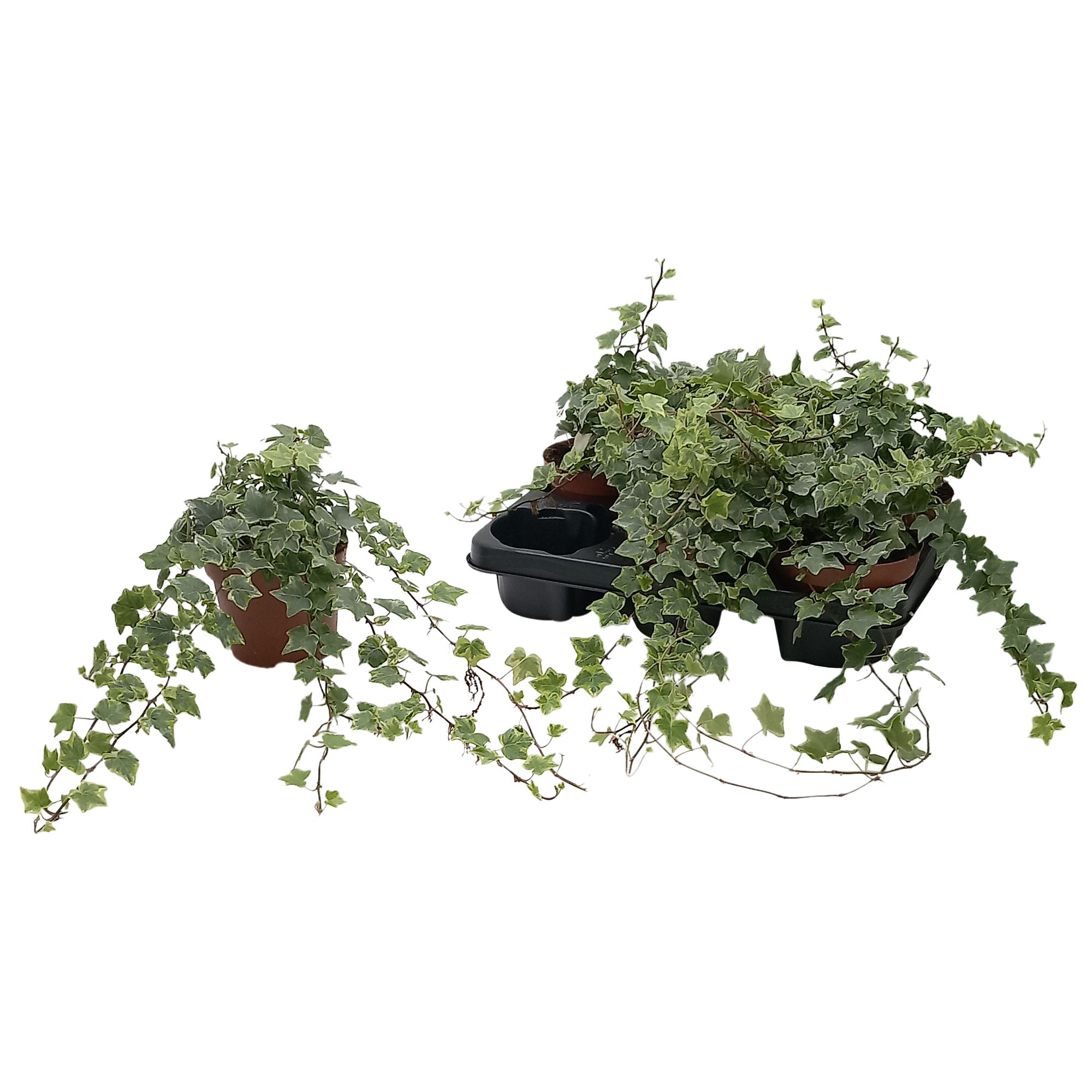 Hedera helix 'Mint Kolibri', D 13