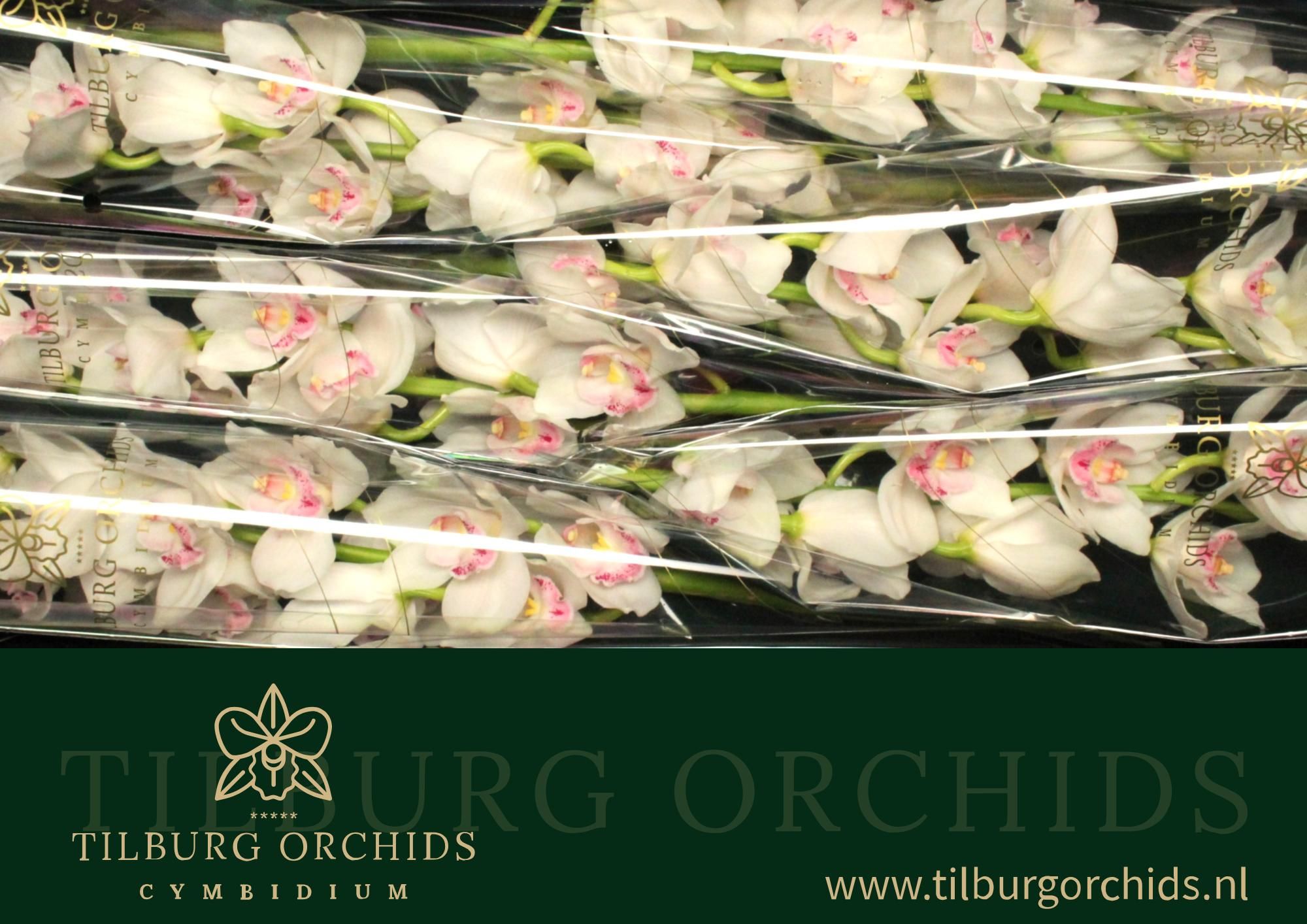 Цимбидиум Килиманджаро 80 (бел.) x6, шт.
