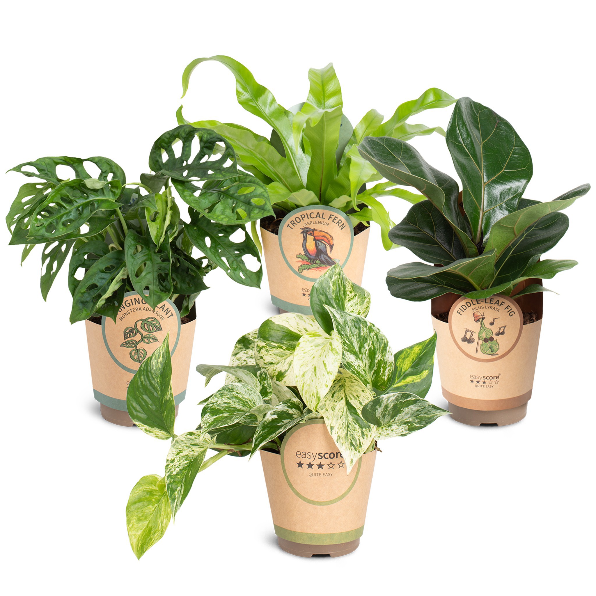 Green Collection, D 11