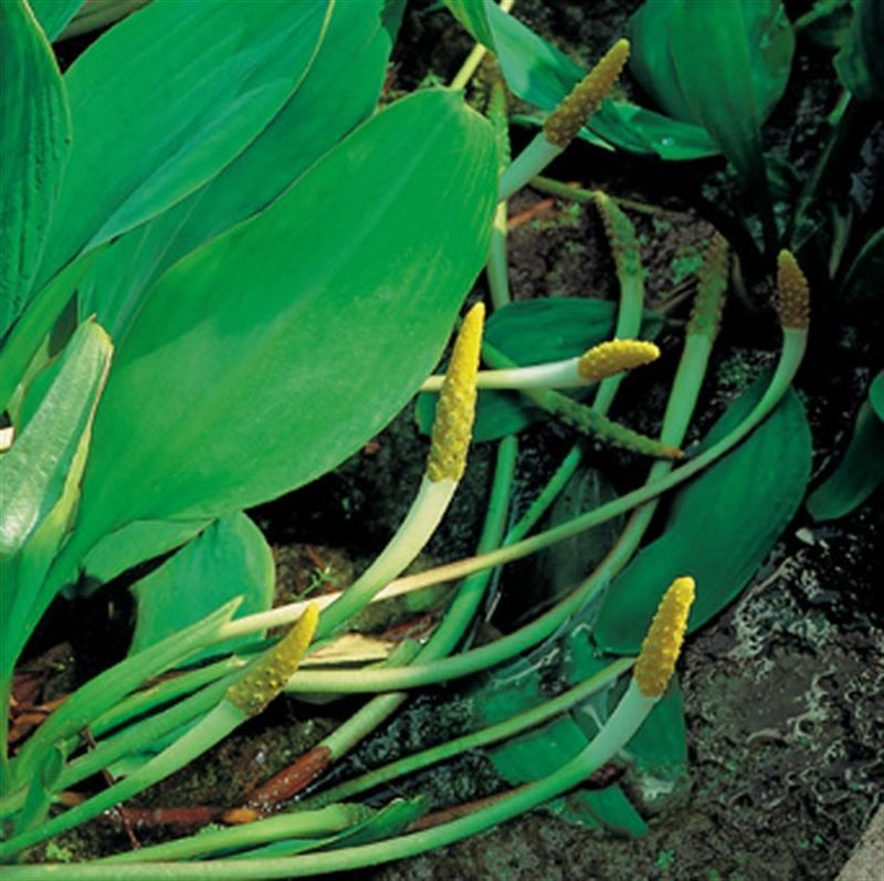 Orontium aquaticum (18x18), D 18