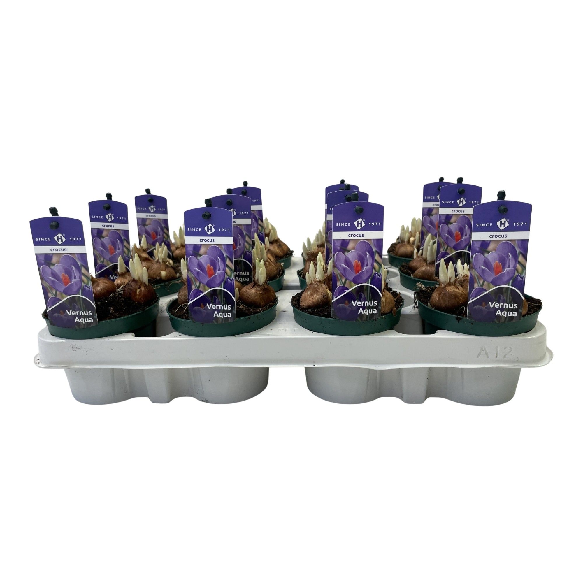 Crocus vernus Aqua, D 9