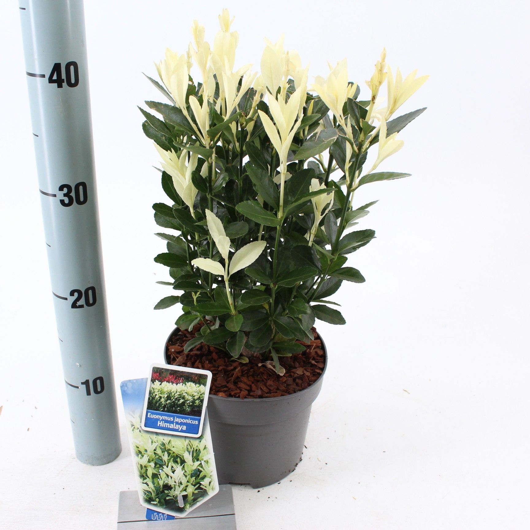Euonymus jap. Himalaya ('Lankveld06'PBR), D 17