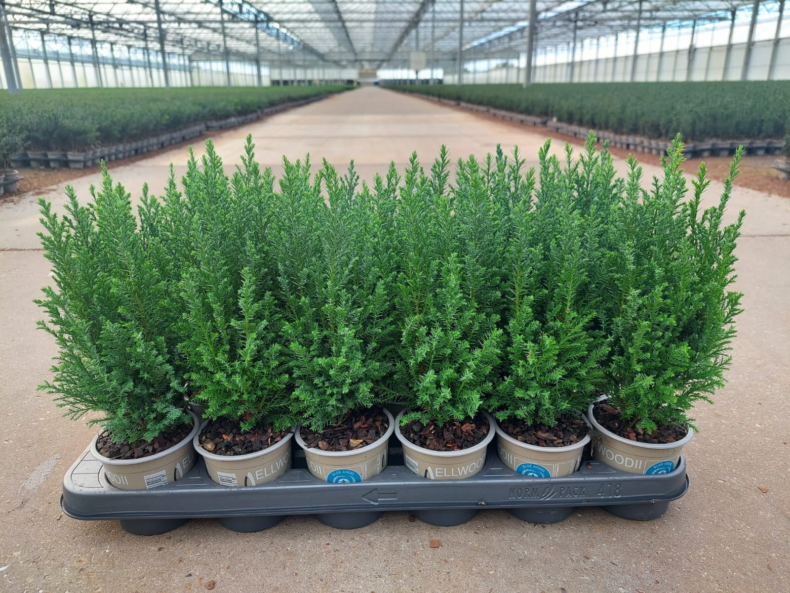 Chamaecyparis lawsoniana 'Ellwoodii', D 9