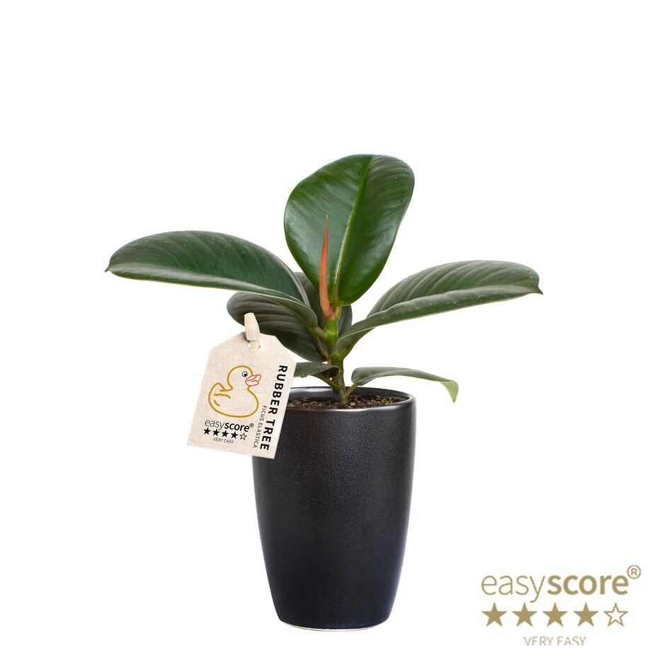 FICUS ELASTICA 40620611 Classic Black 'SOFIA ', D 7