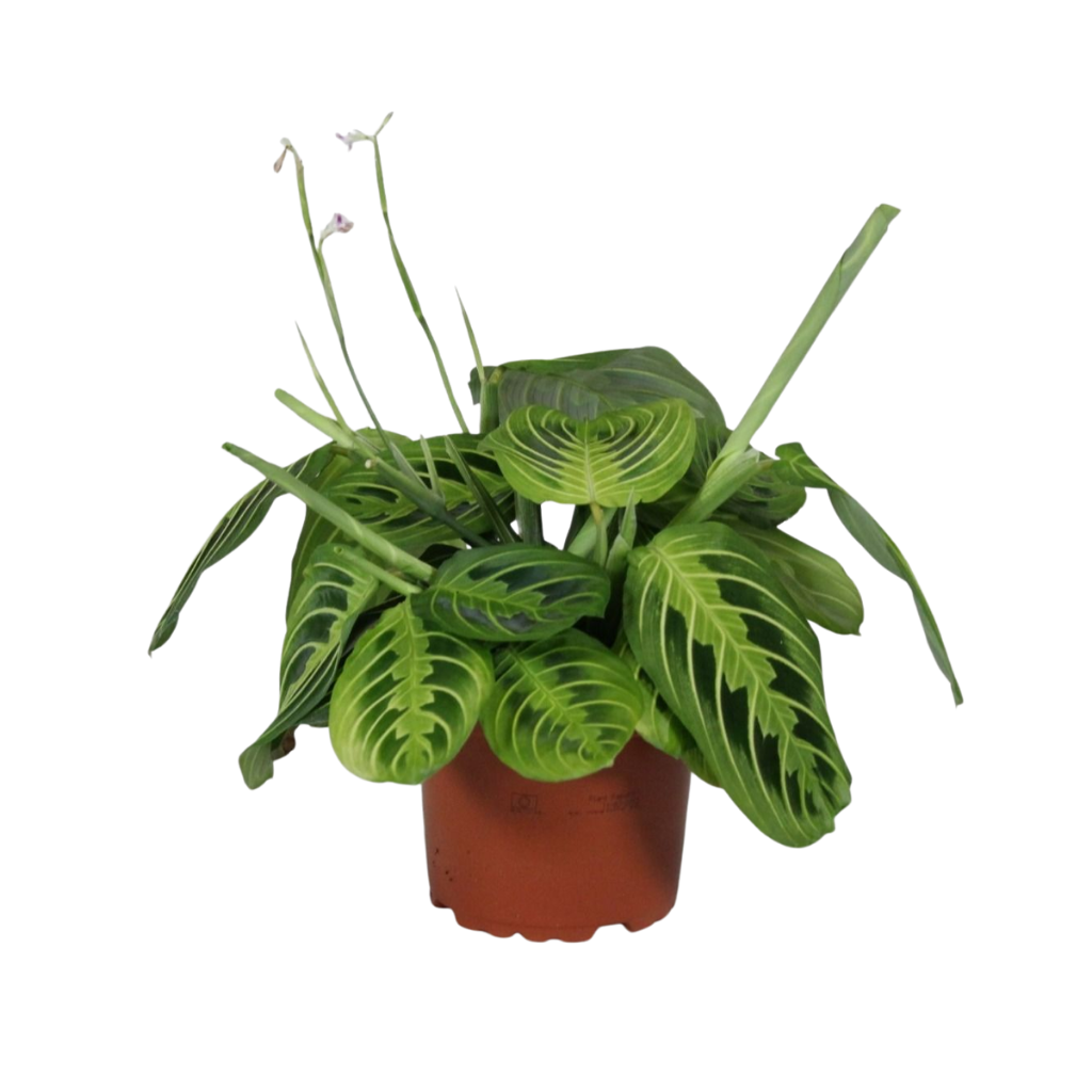 Maranta leuconeura Fascinator Lemon Lime, D 12