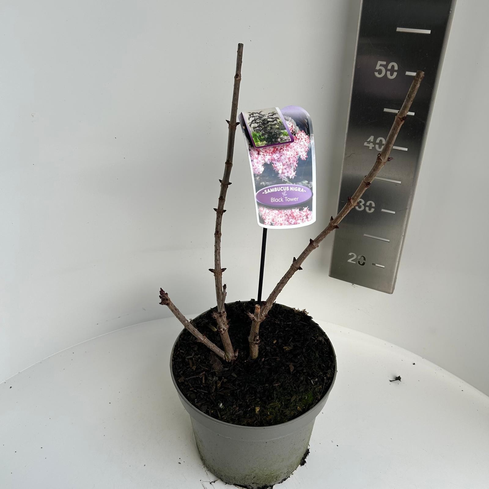 Sambucus nigra Black Tower, D 23