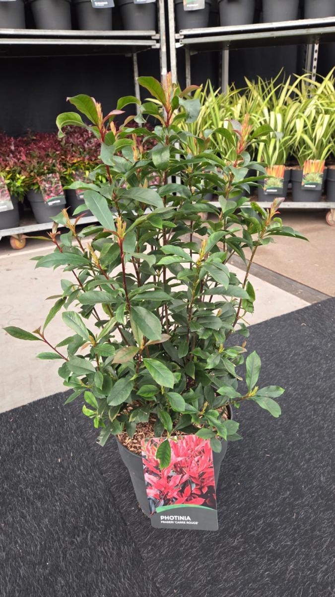 Photinia fraseri Carré Rouge, D 29