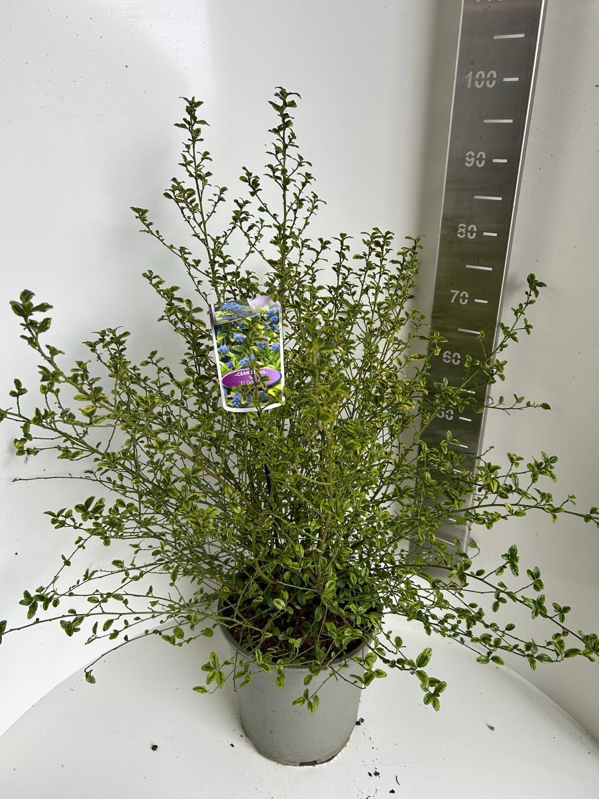 Ceanothus El Dorado, D 27