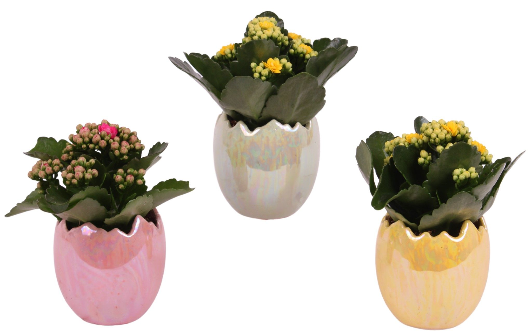 Easter Arr. Indoor Ceramic Egg Pearl Glazed Ø11cm 1PP, D 11