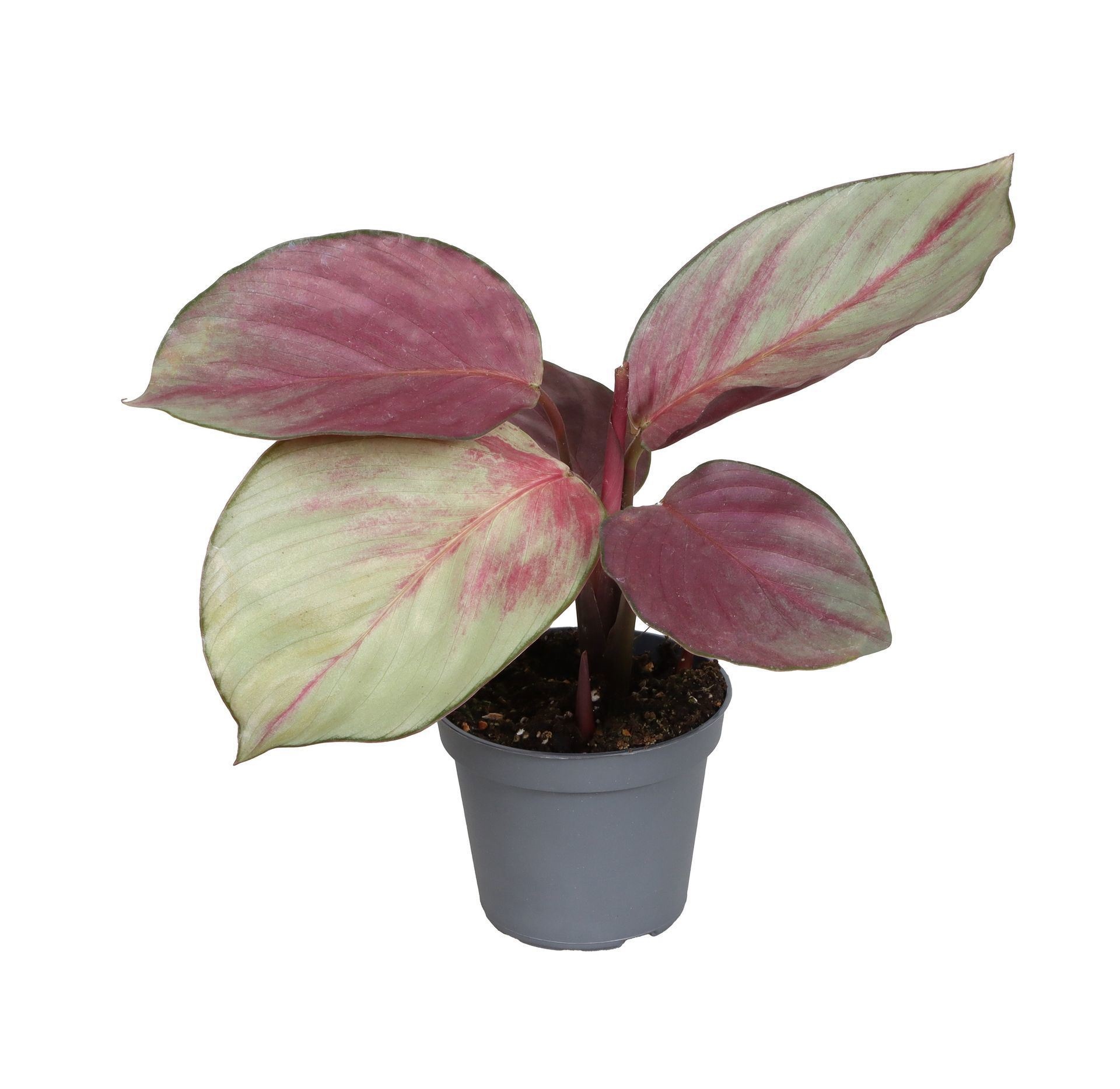 Calathea Silver Plate 6 cm, D 6