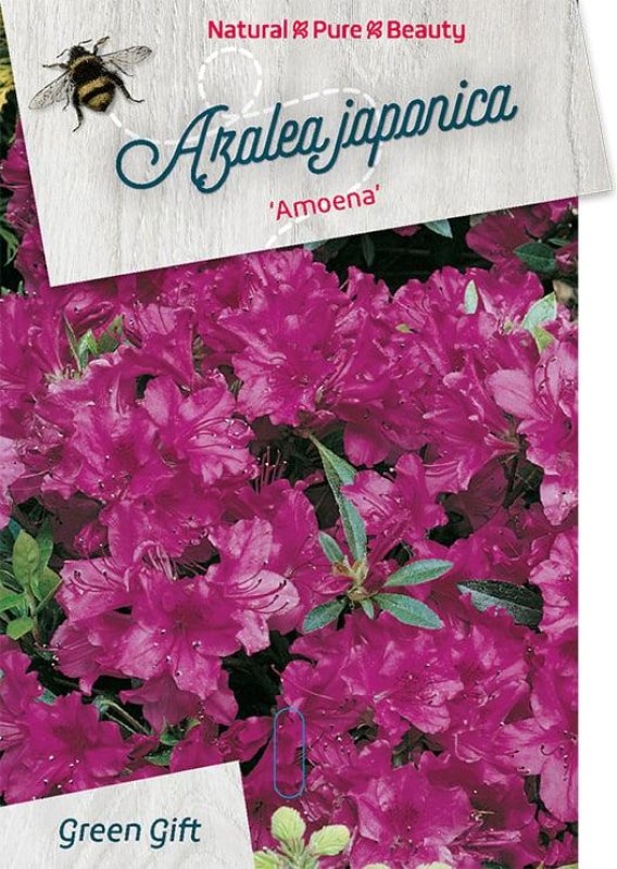 Rhododendron (AJ) 'Amoenum', D 85