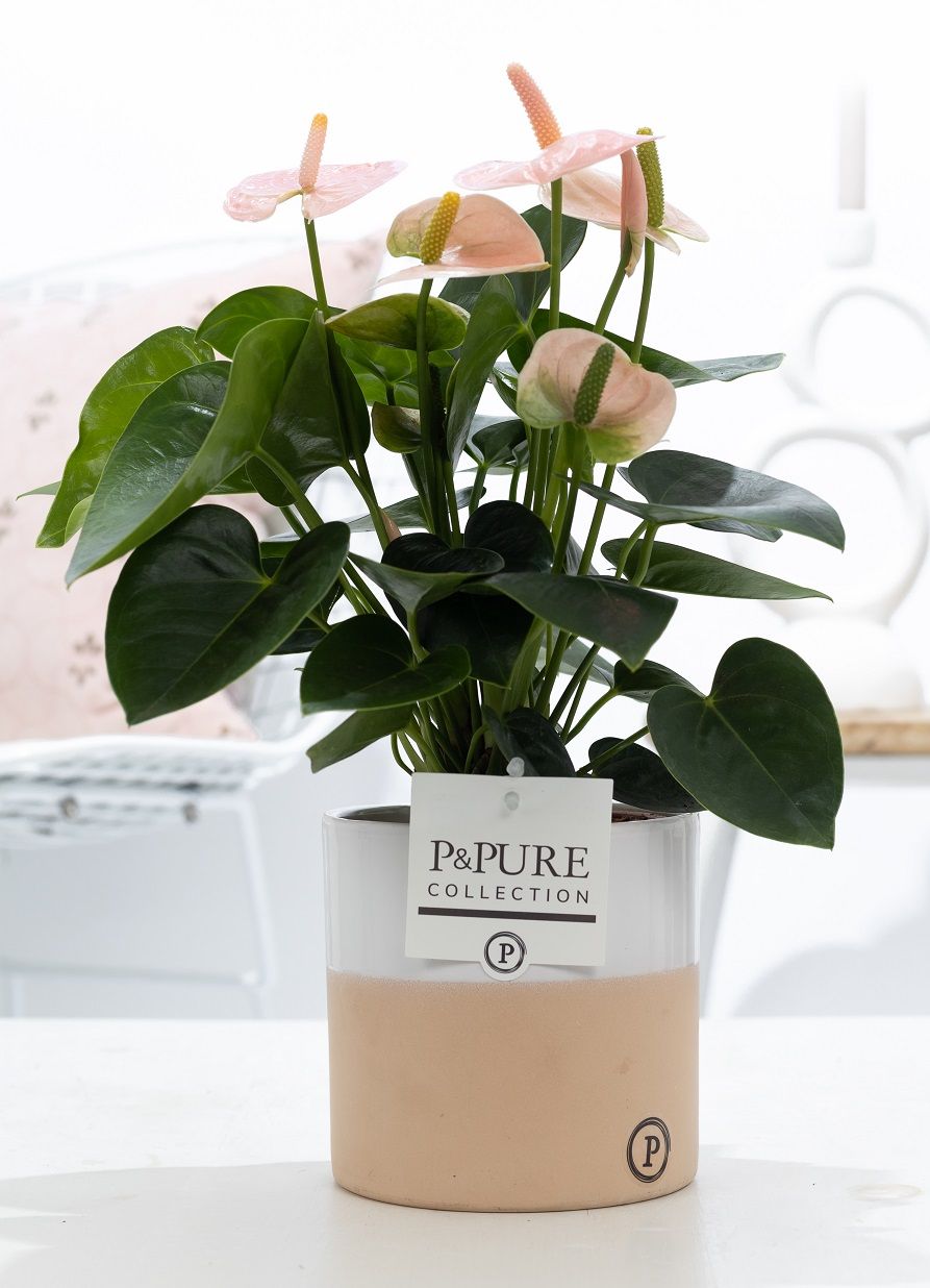 Anthurium pink (Spirit) in P&PURE Rosy ceramics, D 12