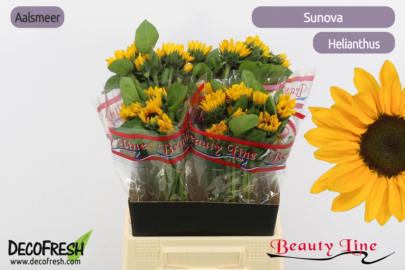 Гелиантус Санова 45, шт.