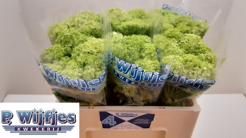 Вибурнум Розеум 50 (зел.), шт.