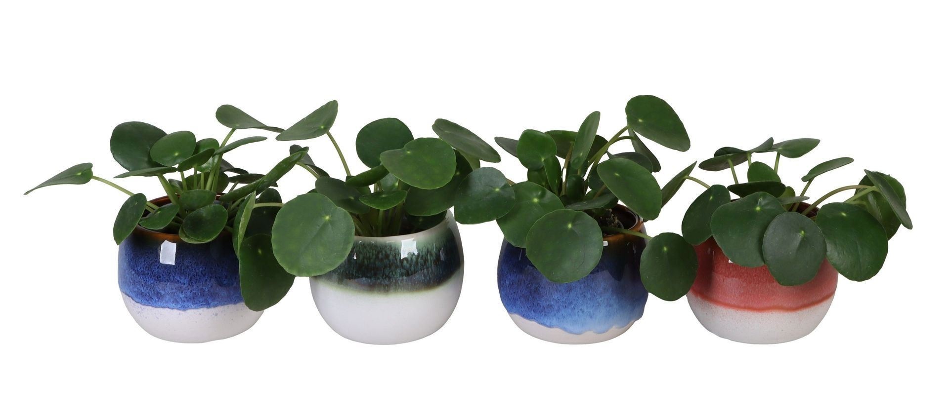 L 67134 With Pilea Peperomides 6 cm, D 6
