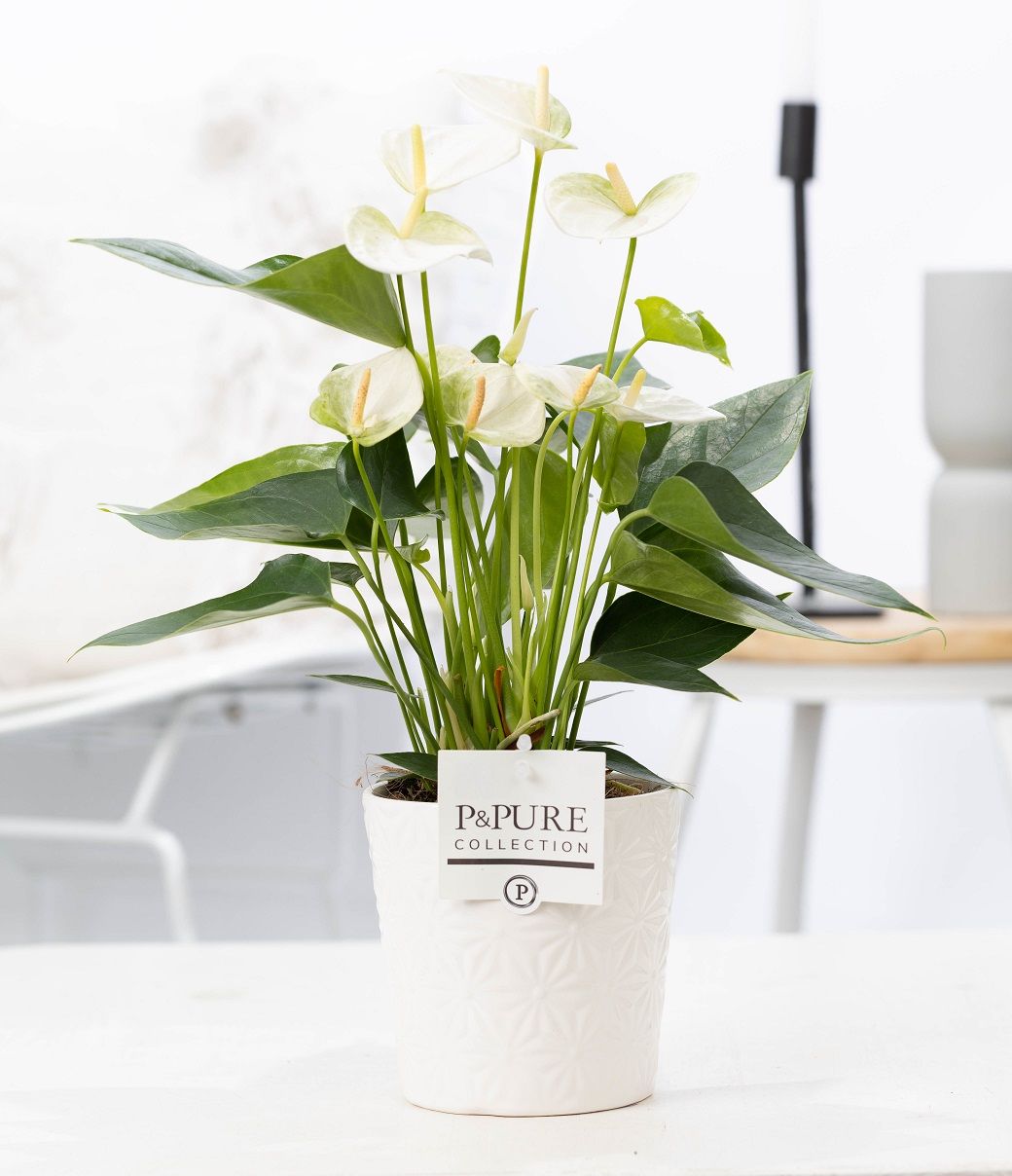 Anthurium white (Elido) in P&PURE Juliette cer. white, D 12