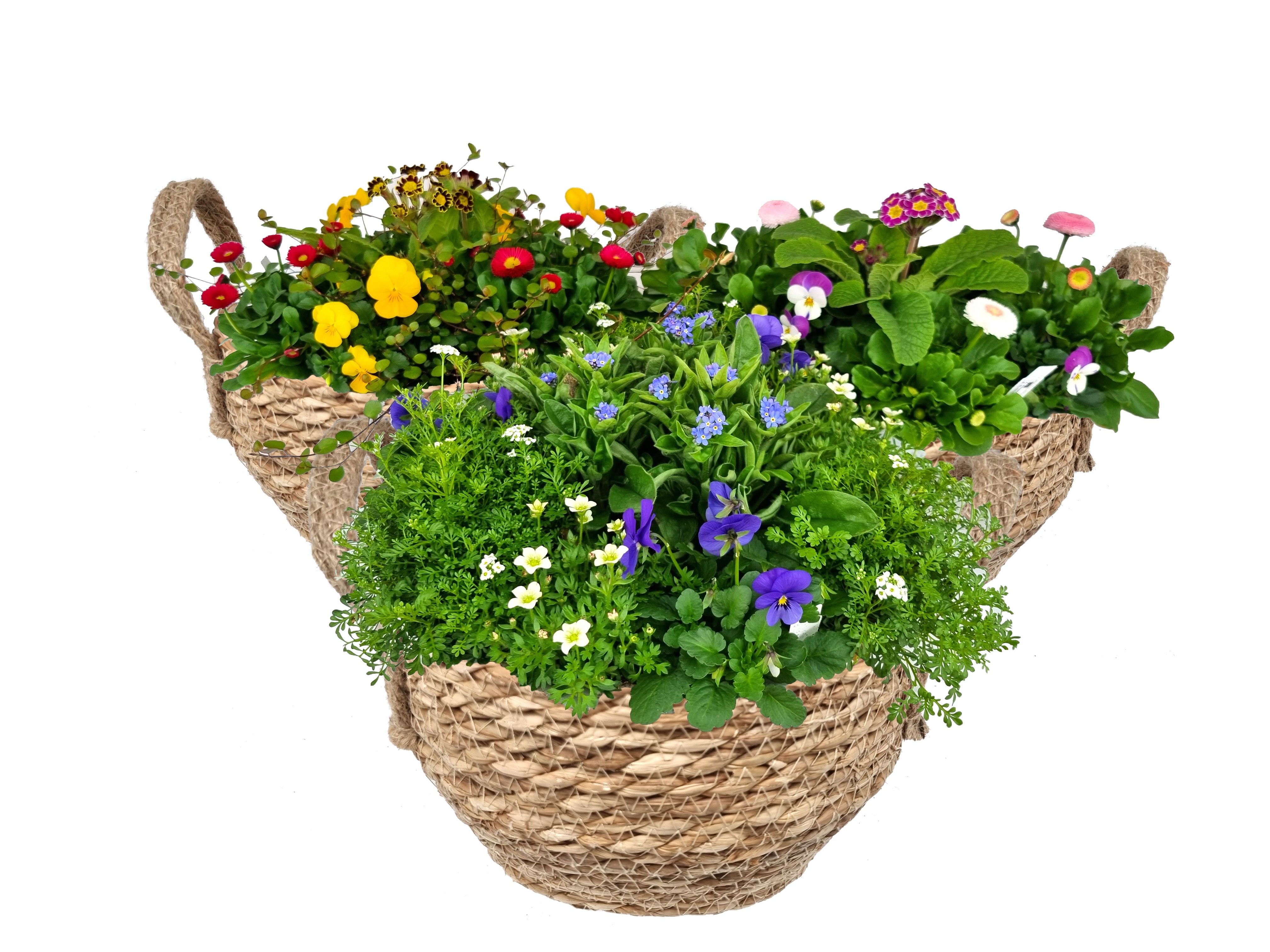 VM751-9323 voorjaarsmix Rosa zeegras mand, D 23