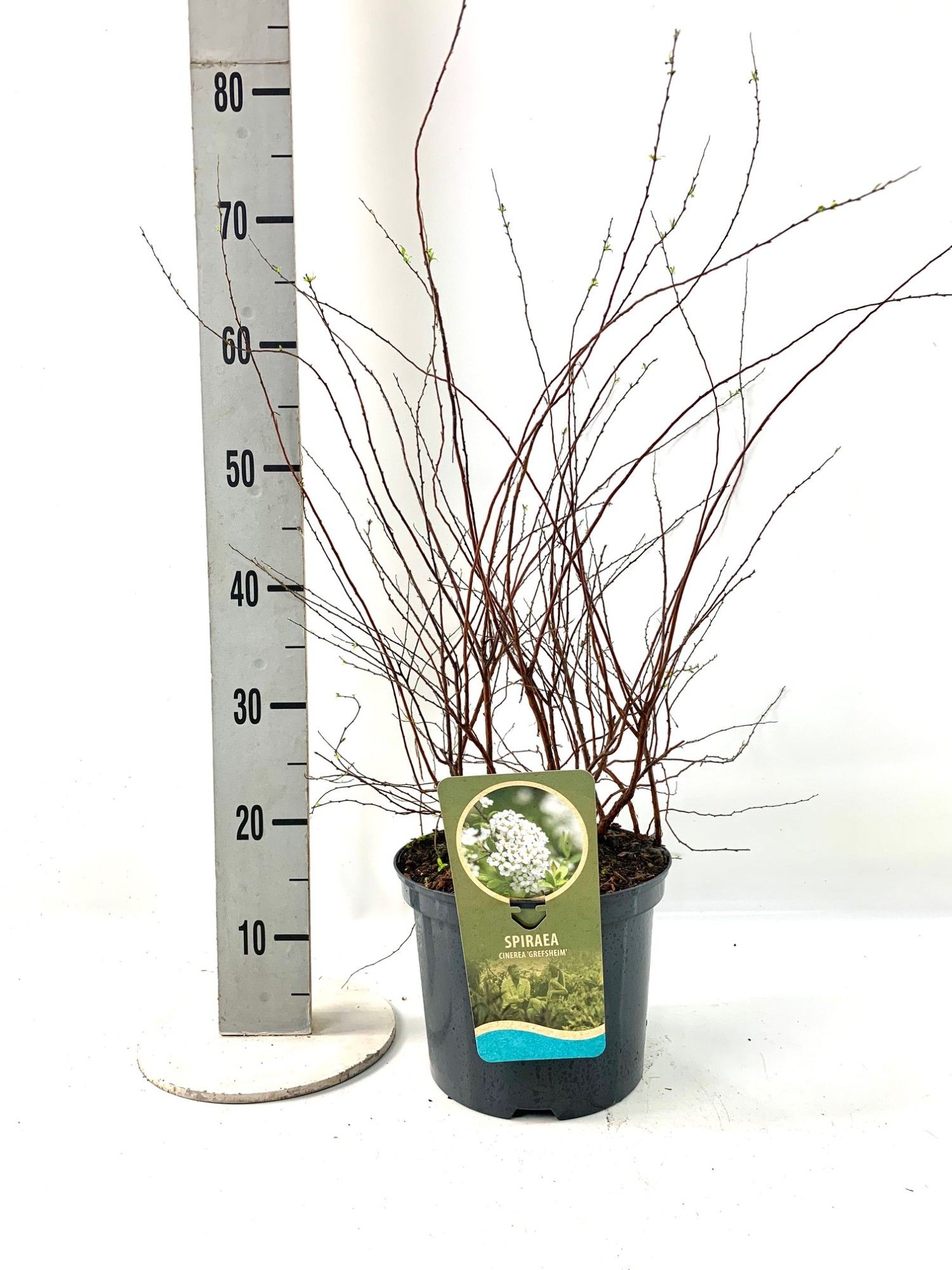 Spiraea cin. 'Grefsheim', D 23