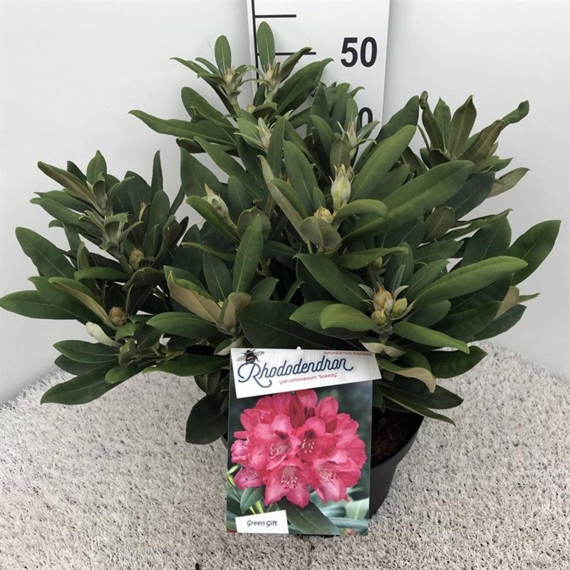 Rhododendron (Y) 'Sneezy', D 29