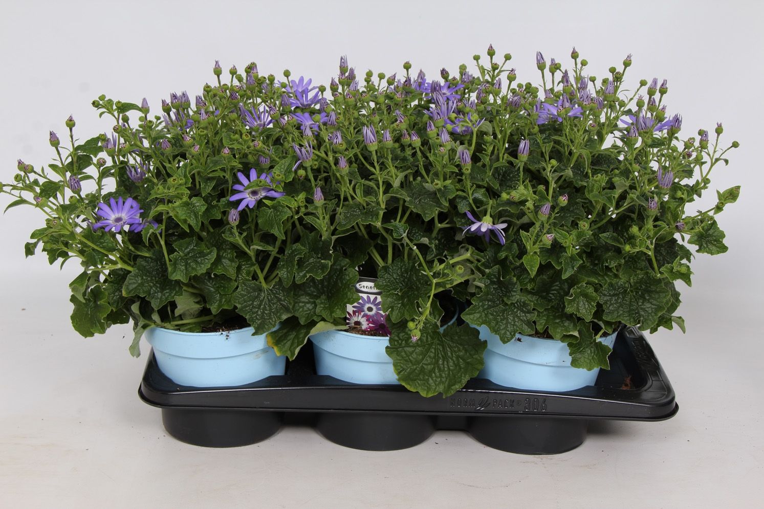 Senetti Lavender Pericallis Cruentus Grp - in baby blue pot, D 17