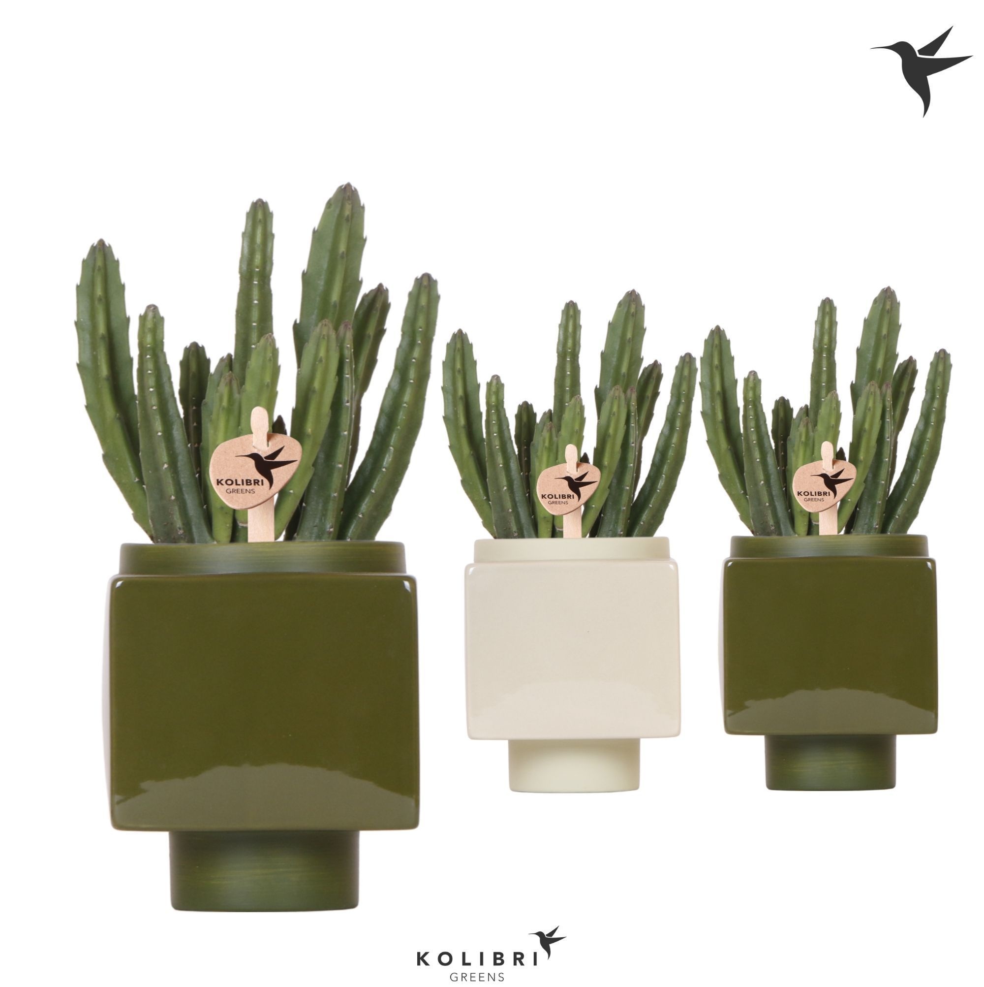 Kolibri Greens Stapelia Leendertziae in Cube pot green, D 9